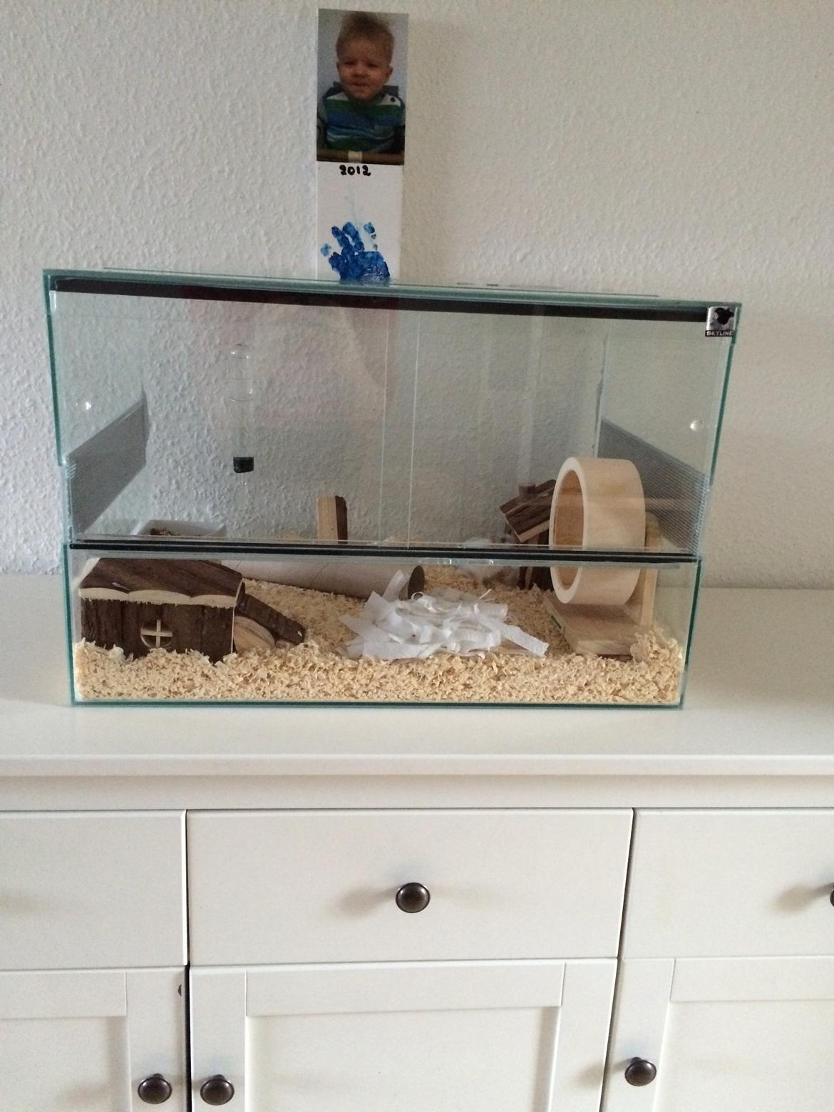 Dværghamster Gizmo billede 3