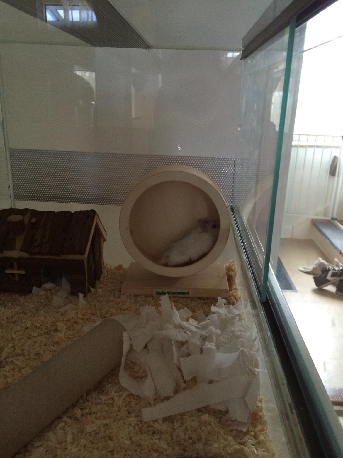 Dværghamster Gizmo billede 4