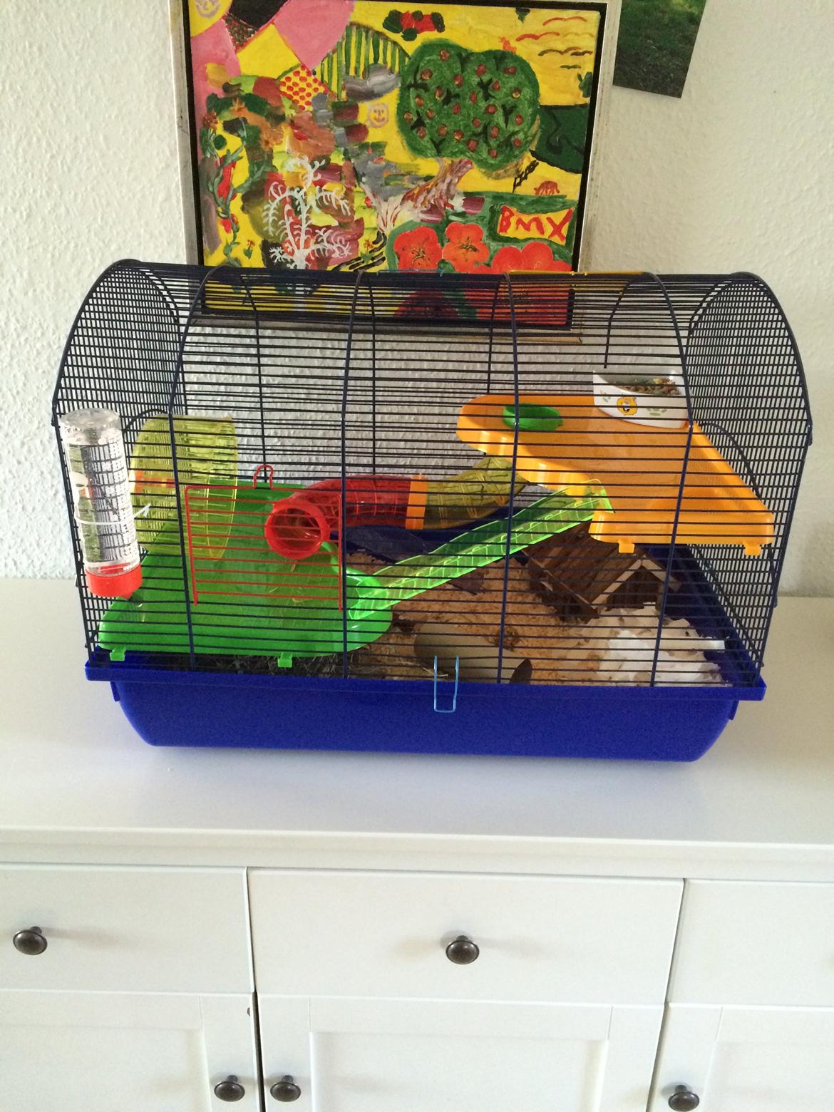 Dværghamster Gizmo billede 5