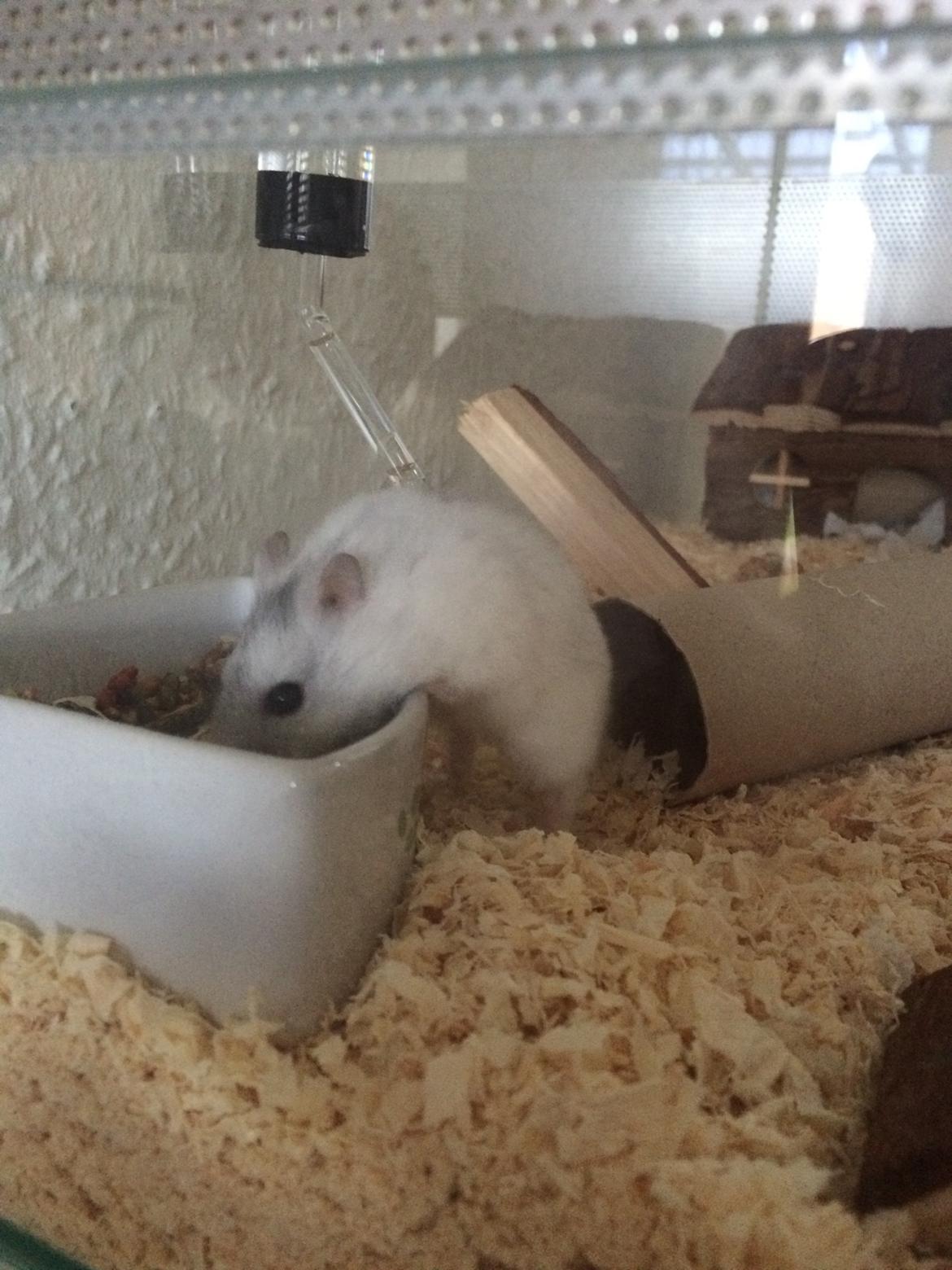 Dværghamster Gizmo billede 2