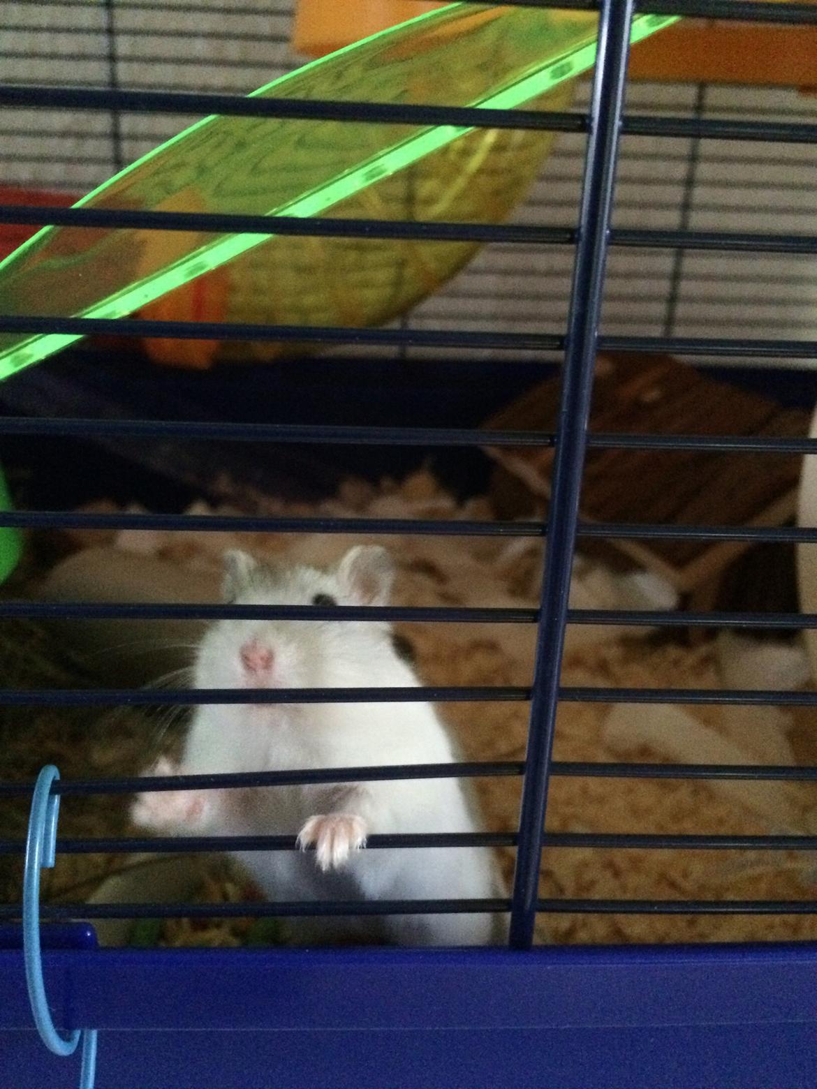 Dværghamster Gizmo billede 6