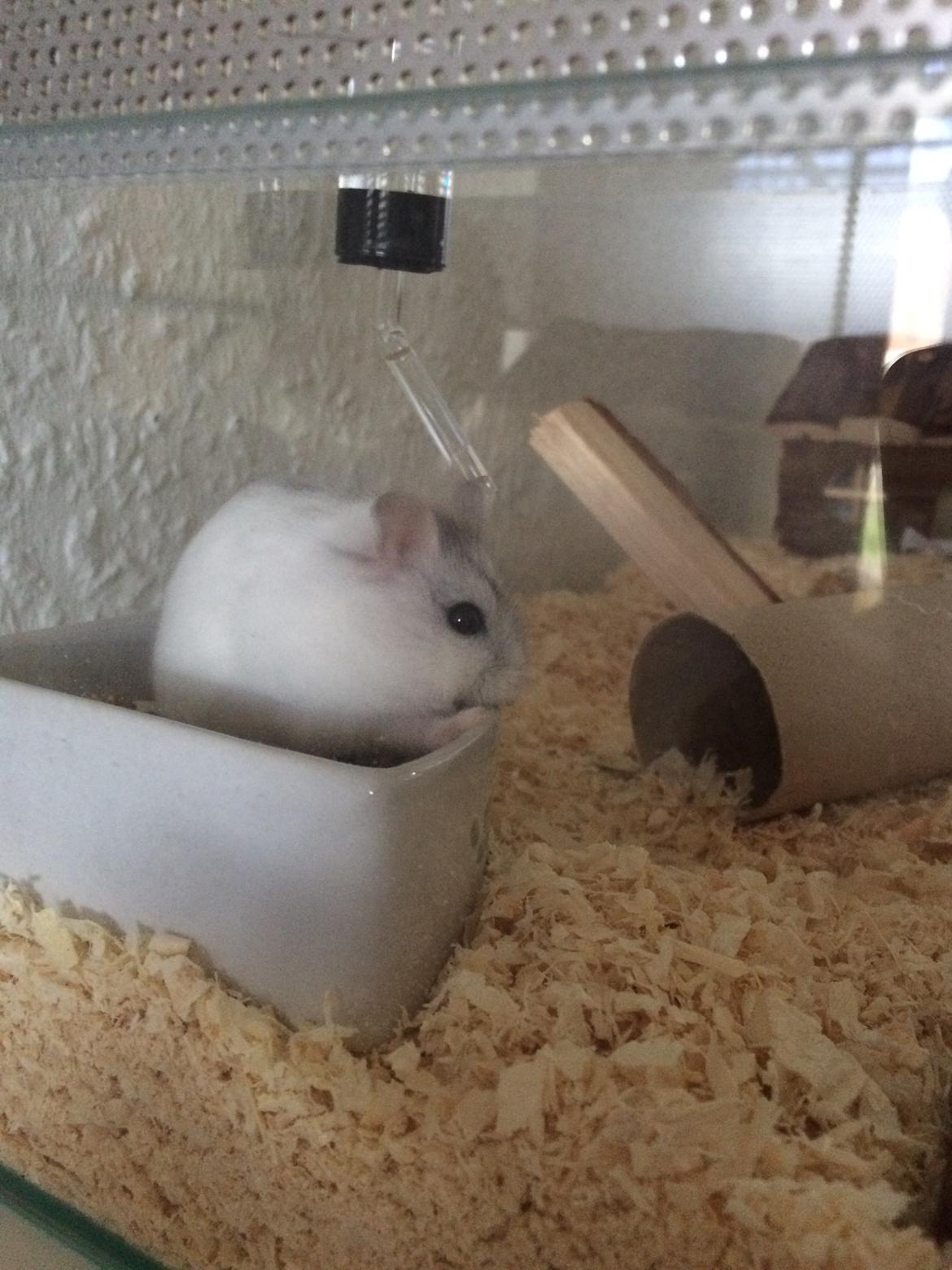 Dværghamster Gizmo billede 8