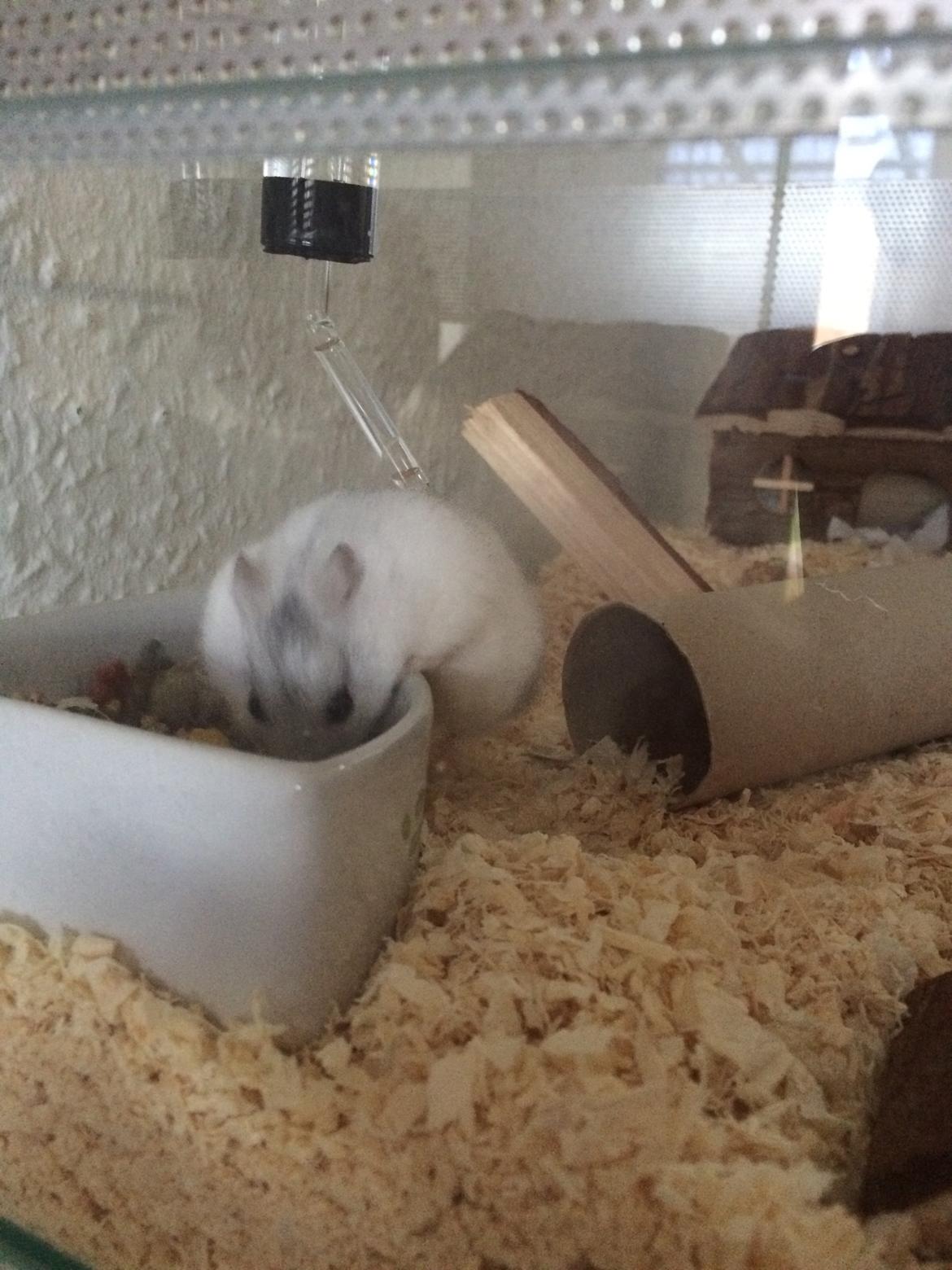 Dværghamster Gizmo billede 7