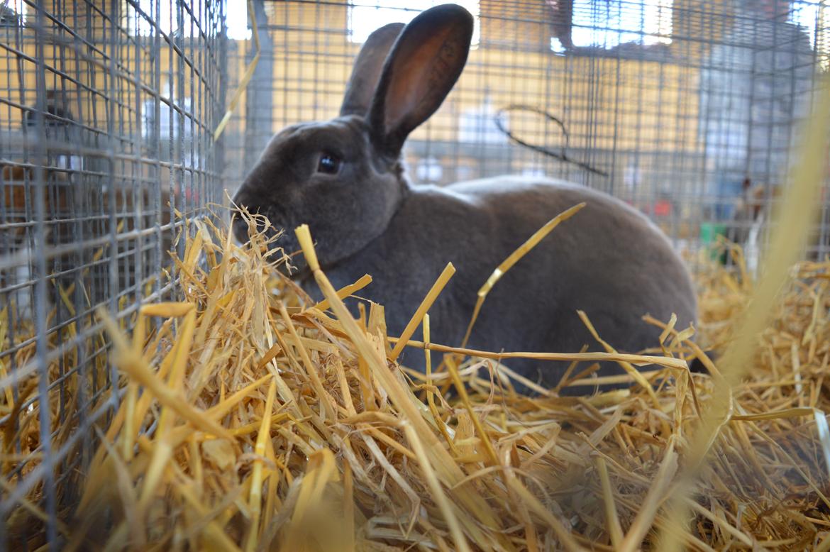 Kanin Kilarto *blå rex* 93,5p billede 26