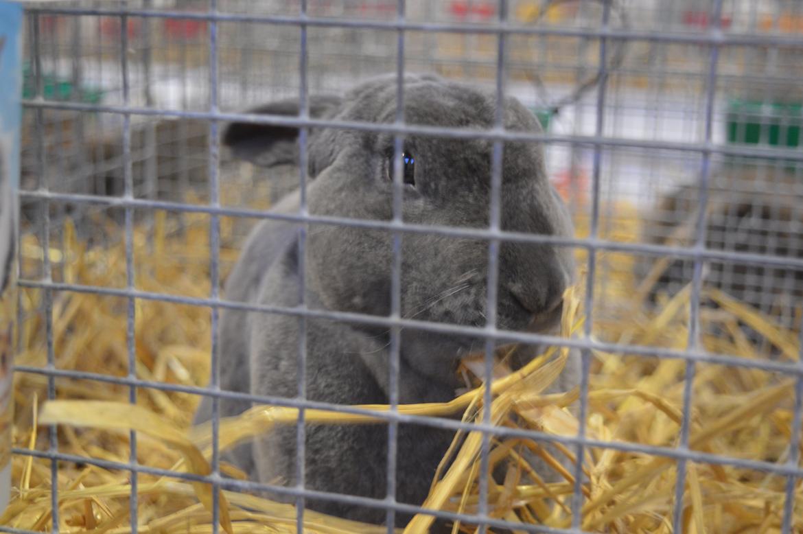 Kanin Kilarto *blå rex* 93,5p billede 27