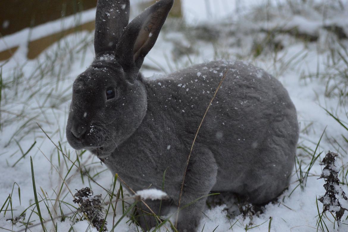 Kanin Kilarto *blå rex* 93,5p billede 25
