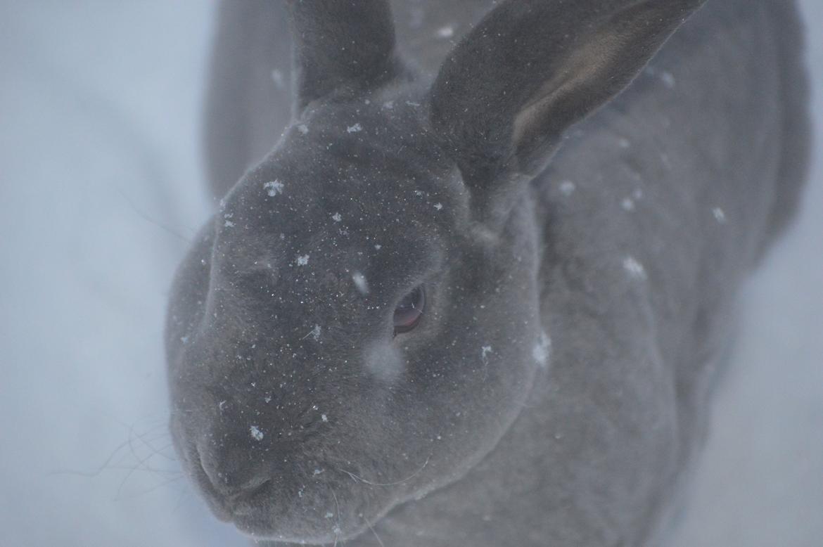 Kanin Kilarto *blå rex* 93,5p billede 24