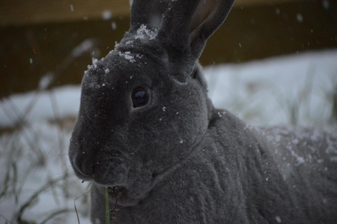 Kanin Kilarto *blå rex* 93,5p billede 23