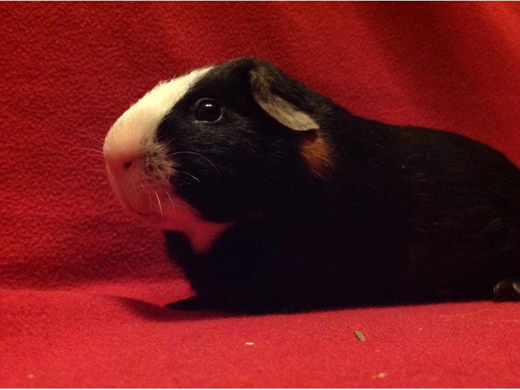 {{currentPhoto.altText}} billede {{currentPhoto.number}}