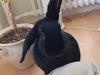 Kanin Karen / Black Beauty
