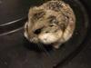 Hamster Cirkeline [ Himmelgnaver]