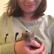 Tamrotte Lhu af Loftet