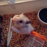 Hamster Lillesøster