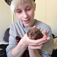 Hamster R.I.P Jessica
