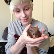 Hamster R.I.P Jessica