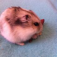 Hamster Mini