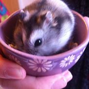 Hamster Mini