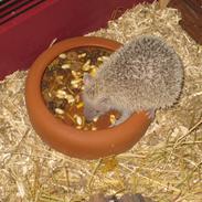 Pindsvin Pixie (lille tenrec)