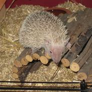 Pindsvin Pixie (lille tenrec)