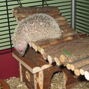 Pindsvin Pixie (lille tenrec)