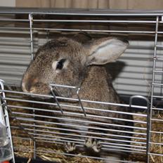 Kanin Bybjærggårdens Vanilie