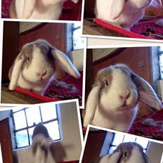 Kanin Blomsterengens Luxux