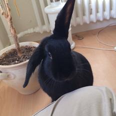 Kanin Karen / Black Beauty