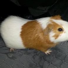 Marsvin Darvin Archemides