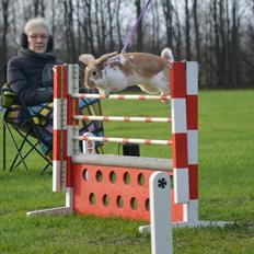 Kanin Hønsehusets Bibi Bine