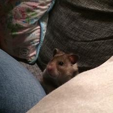 Hamster Gretl