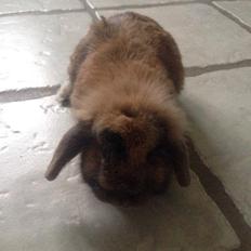 Kanin Stald Petersen's Plet ( Pletten )