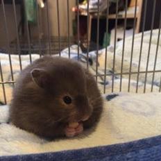 Hamster Pjuske