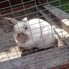 Kanin Speedy *Himmelgnaver*