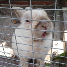 Kanin Speedy *Himmelgnaver*