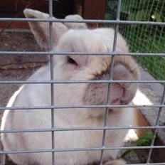 Kanin Speedy *Himmelgnaver*