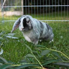 Kanin Chartier's L'Hemisféric White Diamond