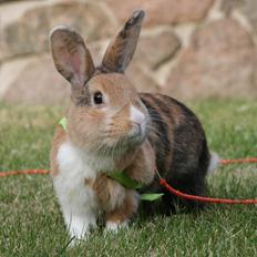 Kanin Players Nivalis af Flora