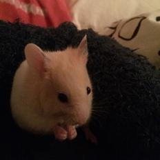Hamster Sweetie