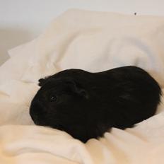 Marsvin HøjlundsHonda Civic VTEC Turbo