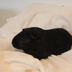 Marsvin HøjlundsHonda Civic VTEC Turbo