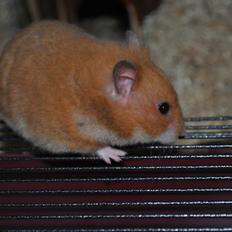 Hamster Sally