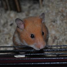 Hamster Sally