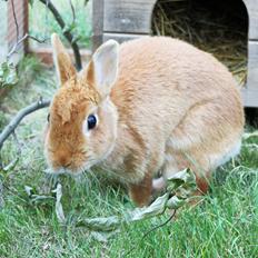 Kanin Ahrenkiels Cherry