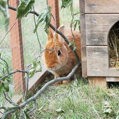 Kanin Ahrenkiels Cherry