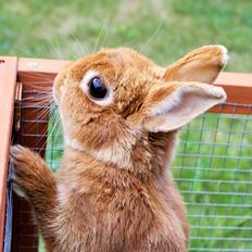 Kanin Ahrenkiels Cherry