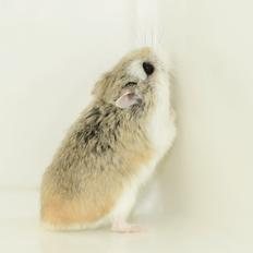 Dværghamster Trunte