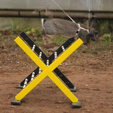 Kanin Lyngs Zero To Hero