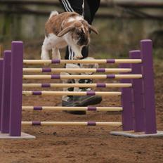 Kanin Lyngs Bootstrap