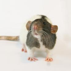 Tamrotte Yui's Tokara Habu