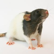 Tamrotte Yui's Tokara Habu